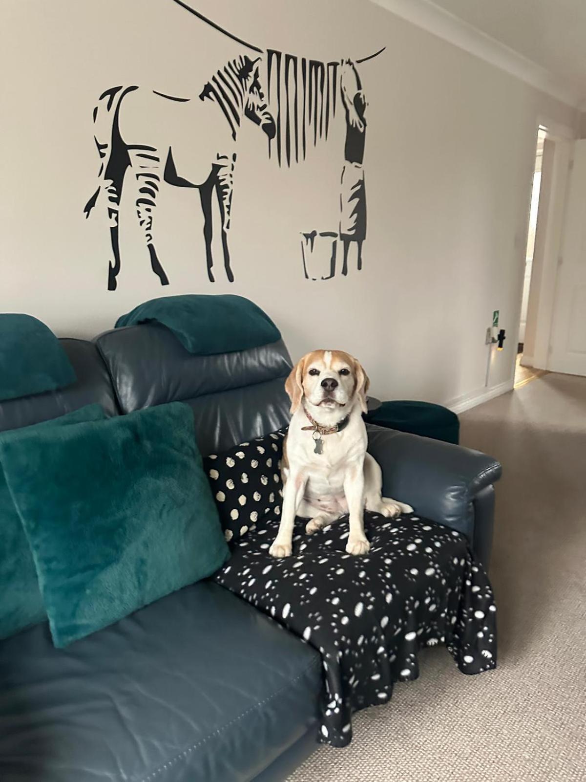 Hereford - Finch House - Modern 4 Bedroom House Located In South Hereford, Dog Friendly With Nearby Countryside, Pool Table, Sleeps Up To 10 Guests - Hosted By Rentmyhouse Exterior photo