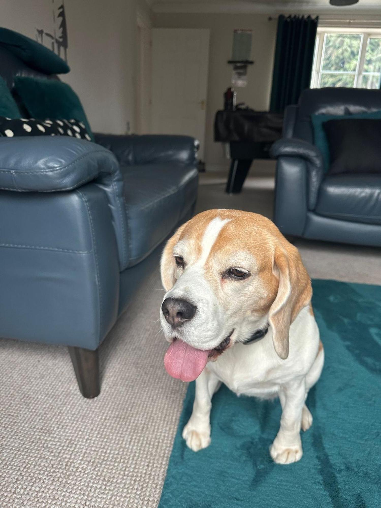 Hereford - Finch House - Modern 4 Bedroom House Located In South Hereford, Dog Friendly With Nearby Countryside, Pool Table, Sleeps Up To 10 Guests - Hosted By Rentmyhouse Exterior photo
